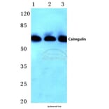 Anti-Calregulin (G54) Antibody from Bioworld Technology (BS2264) - Antibodies.com