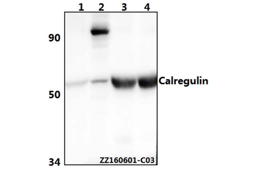 Anti-Calregulin (G54) Antibody from Bioworld Technology (BS2264) - Antibodies.com