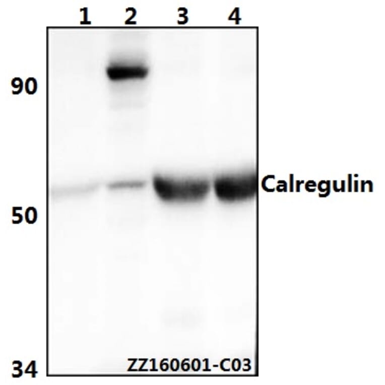 Anti-Calregulin (G54) Antibody from Bioworld Technology (BS2264) - Antibodies.com