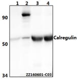 Anti-Calregulin (G54) Antibody from Bioworld Technology (BS2264) - Antibodies.com