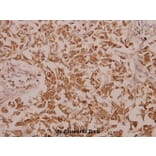 Anti-Calregulin (G54) Antibody from Bioworld Technology (BS2264) - Antibodies.com