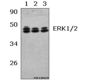 Anti-ERK1/2 (R172) Antibody from Bioworld Technology (BS2265) - Antibodies.com