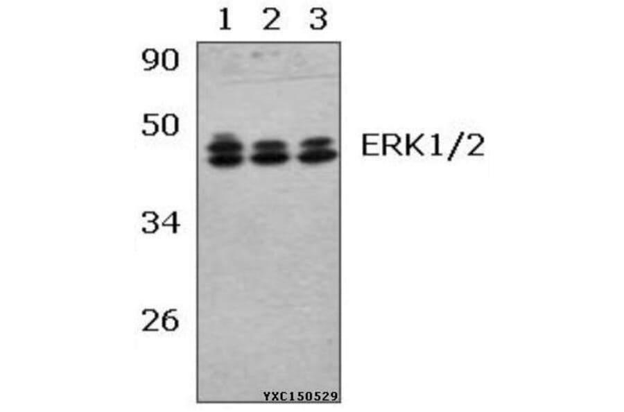 Anti-ERK1/2 (R172) Antibody from Bioworld Technology (BS2265) - Antibodies.com