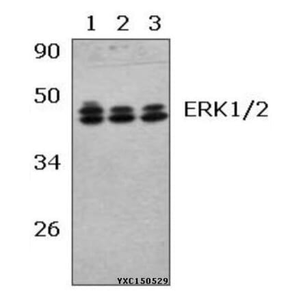 Anti-ERK1/2 (R172) Antibody from Bioworld Technology (BS2265) - Antibodies.com