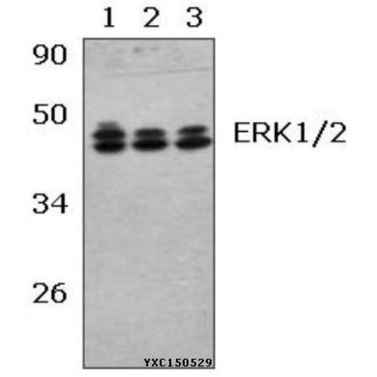 Anti-ERK1/2 (R172) Antibody from Bioworld Technology (BS2265) - Antibodies.com