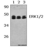 Anti-ERK1/2 (R172) Antibody from Bioworld Technology (BS2265) - Antibodies.com