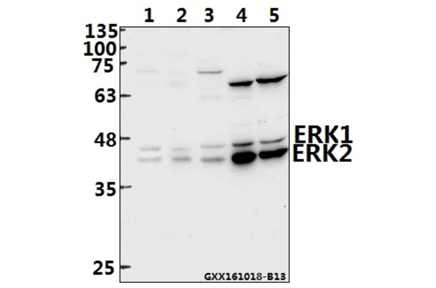 Anti-ERK1/2 (R172) Antibody from Bioworld Technology (BS2265) - Antibodies.com