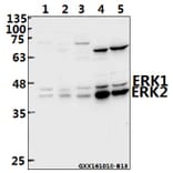 Anti-ERK1/2 (R172) Antibody from Bioworld Technology (BS2265) - Antibodies.com