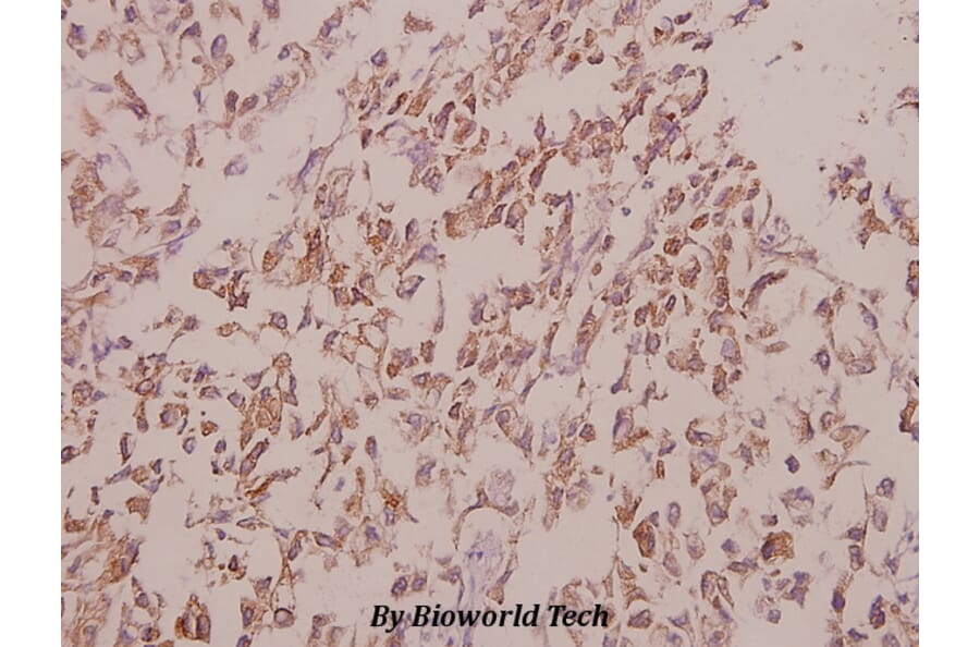 Anti-ERK1/2 (R172) Antibody from Bioworld Technology (BS2265) - Antibodies.com