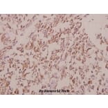 Anti-ERK1/2 (R172) Antibody from Bioworld Technology (BS2265) - Antibodies.com