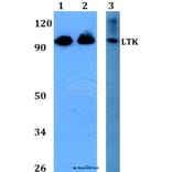 Anti-LTK (R241) Antibody from Bioworld Technology (BS2267) - Antibodies.com