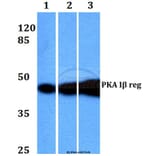 Anti-PKA Iβ reg (F138) Antibody from Bioworld Technology (BS2269) - Antibodies.com