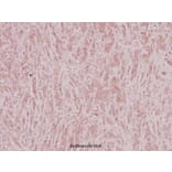 Anti-PKA Iβ reg (F138) Antibody from Bioworld Technology (BS2269) - Antibodies.com