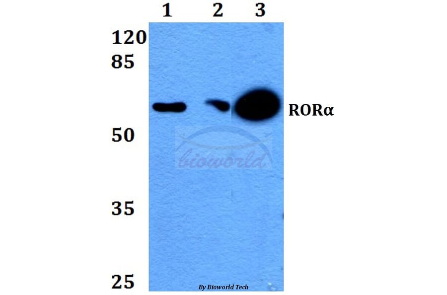 Anti-RORα (G41) Antibody from Bioworld Technology (BS2272) - Antibodies.com