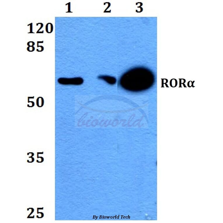 Anti-RORα (G41) Antibody from Bioworld Technology (BS2272) - Antibodies.com