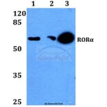 Anti-RORα (G41) Antibody from Bioworld Technology (BS2272) - Antibodies.com
