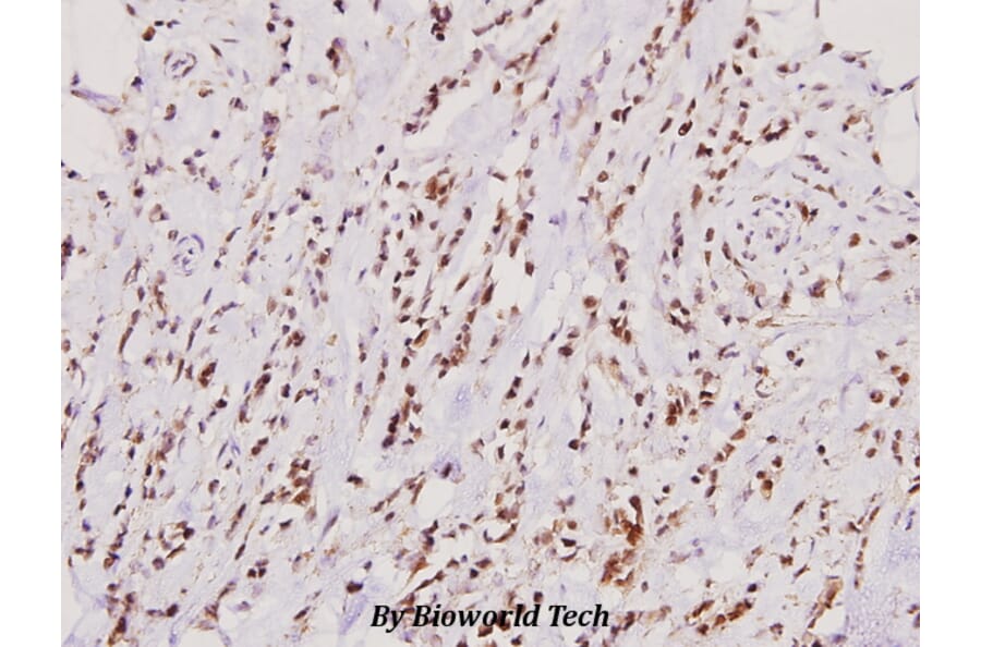 Anti-RORα (G41) Antibody from Bioworld Technology (BS2272) - Antibodies.com