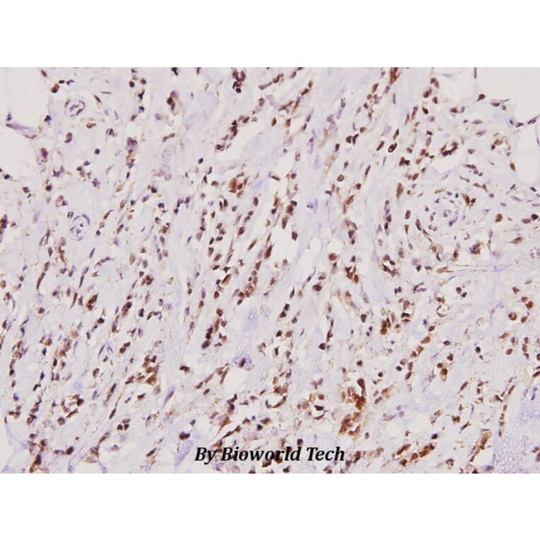 Anti-RORα (G41) Antibody from Bioworld Technology (BS2272) - Antibodies.com