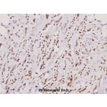 Anti-RORα (G41) Antibody from Bioworld Technology (BS2272) - Antibodies.com