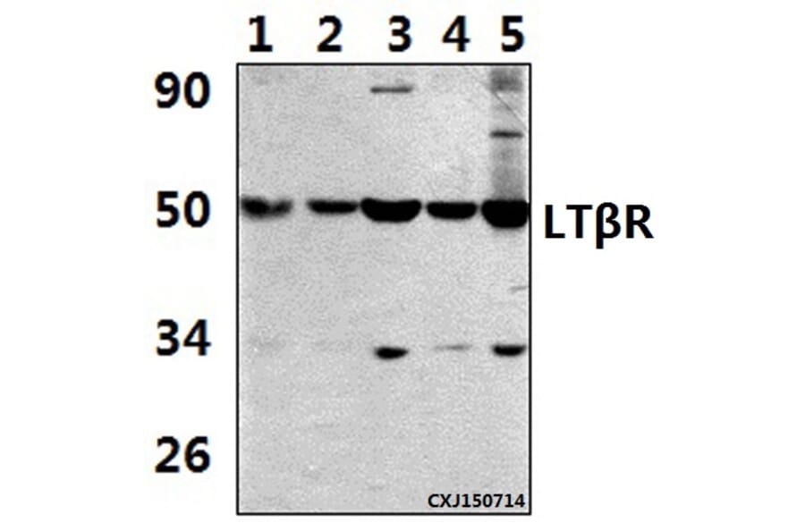 Anti-LTβR (R44) Antibody from Bioworld Technology (BS2273) - Antibodies.com