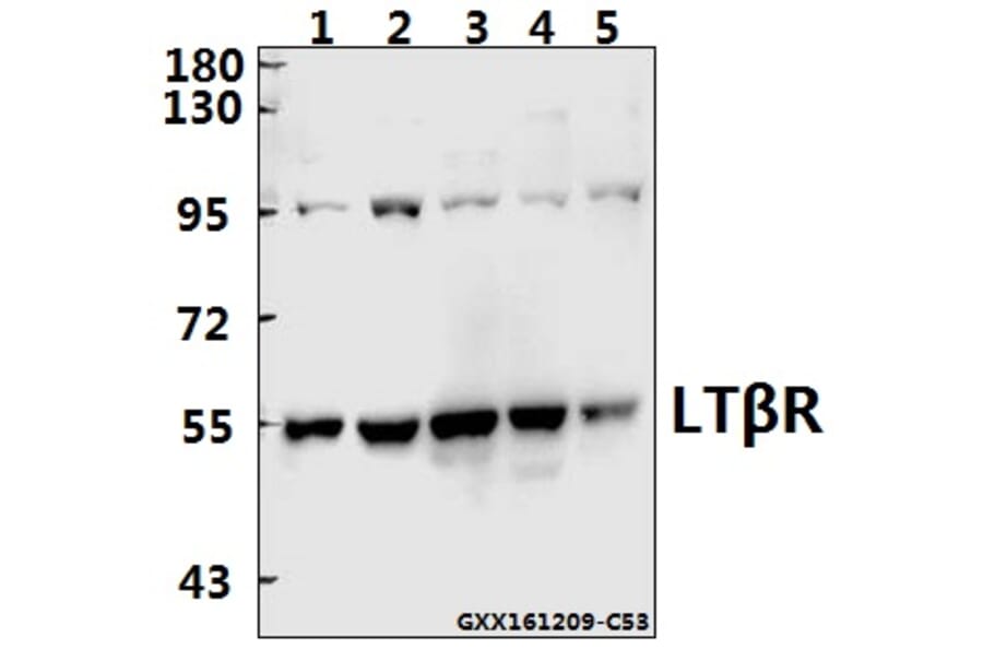 Anti-LTβR (R44) Antibody from Bioworld Technology (BS2273) - Antibodies.com