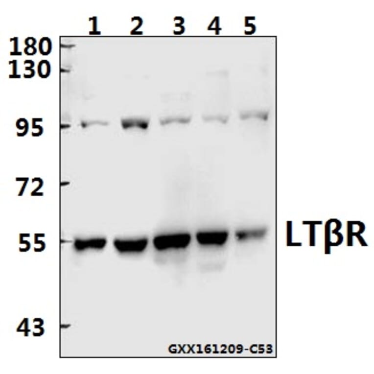Anti-LTβR (R44) Antibody from Bioworld Technology (BS2273) - Antibodies.com