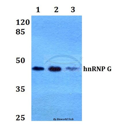 Anti-hnRNP G (M40) Antibody from Bioworld Technology (BS2274) - Antibodies.com