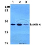 Anti-hnRNP G (M40) Antibody from Bioworld Technology (BS2274) - Antibodies.com