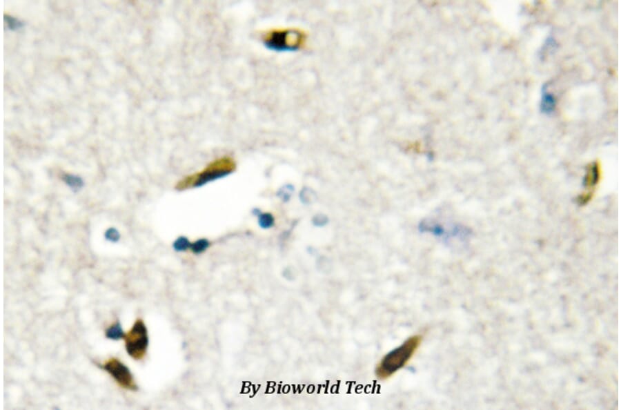 Anti-hnRNP G (M40) Antibody from Bioworld Technology (BS2274) - Antibodies.com