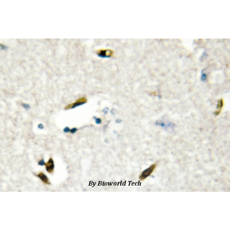 Anti-hnRNP G (M40) Antibody from Bioworld Technology (BS2274) - Antibodies.com