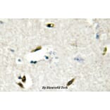 Anti-hnRNP G (M40) Antibody from Bioworld Technology (BS2274) - Antibodies.com