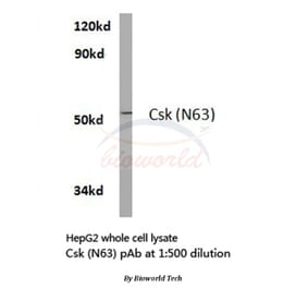 Anti-Csk (N63) Antibody from Bioworld Technology (BS2275) - Antibodies.com