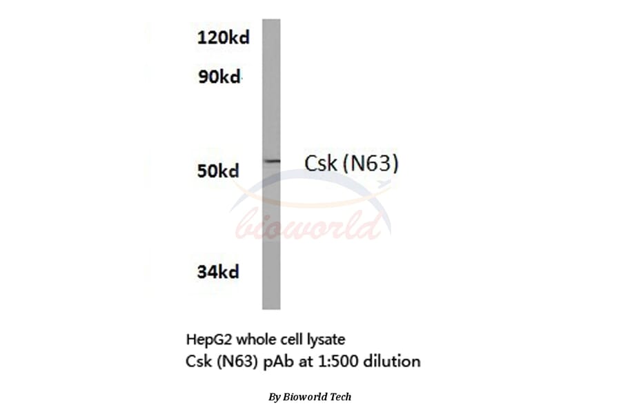 Anti-Csk (N63) Antibody from Bioworld Technology (BS2275) - Antibodies.com