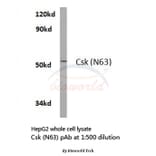 Anti-Csk (N63) Antibody from Bioworld Technology (BS2275) - Antibodies.com