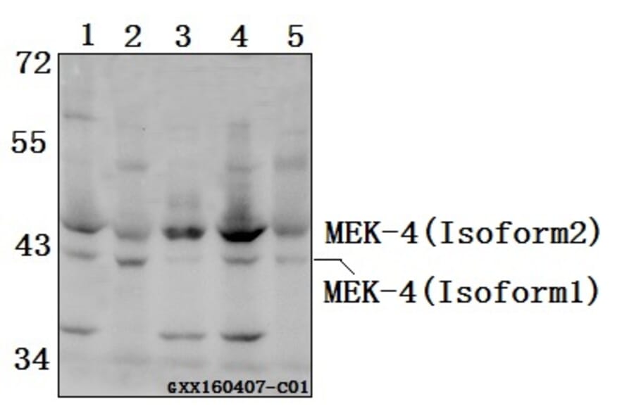 Anti-MEK-4 (K350) Antibody from Bioworld Technology (BS2276) - Antibodies.com