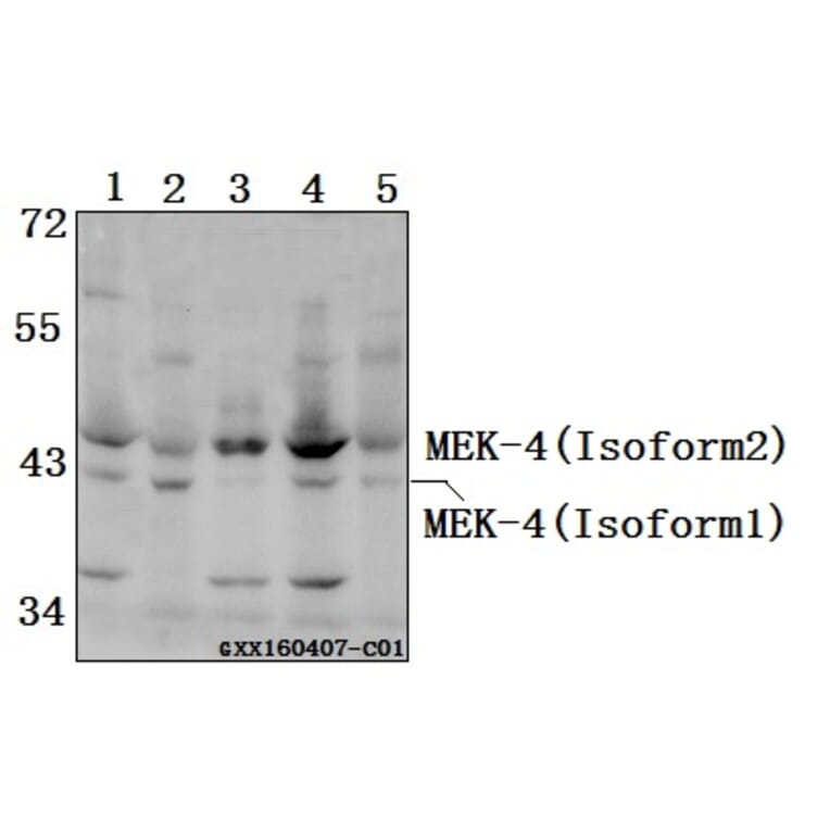 Anti-MEK-4 (K350) Antibody from Bioworld Technology (BS2276) - Antibodies.com