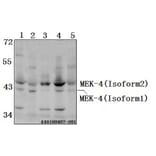 Anti-MEK-4 (K350) Antibody from Bioworld Technology (BS2276) - Antibodies.com