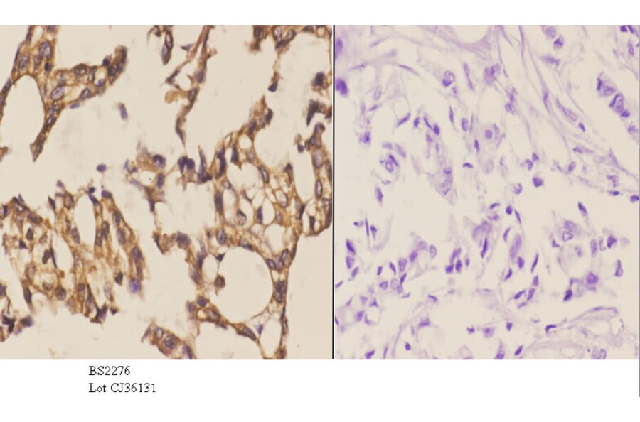 Anti-MEK-4 (K350) Antibody from Bioworld Technology (BS2276) - Antibodies.com