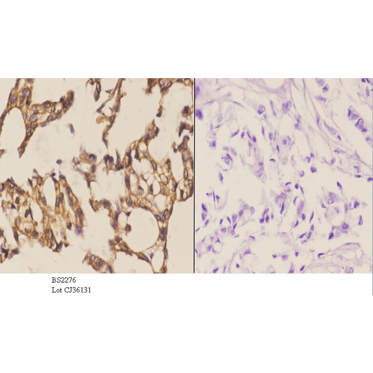 Anti-MEK-4 (K350) Antibody from Bioworld Technology (BS2276) - Antibodies.com