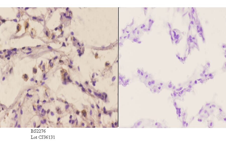 Anti-MEK-4 (K350) Antibody from Bioworld Technology (BS2276) - Antibodies.com