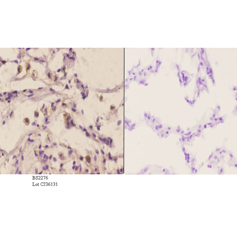 Anti-MEK-4 (K350) Antibody from Bioworld Technology (BS2276) - Antibodies.com