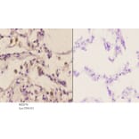 Anti-MEK-4 (K350) Antibody from Bioworld Technology (BS2276) - Antibodies.com