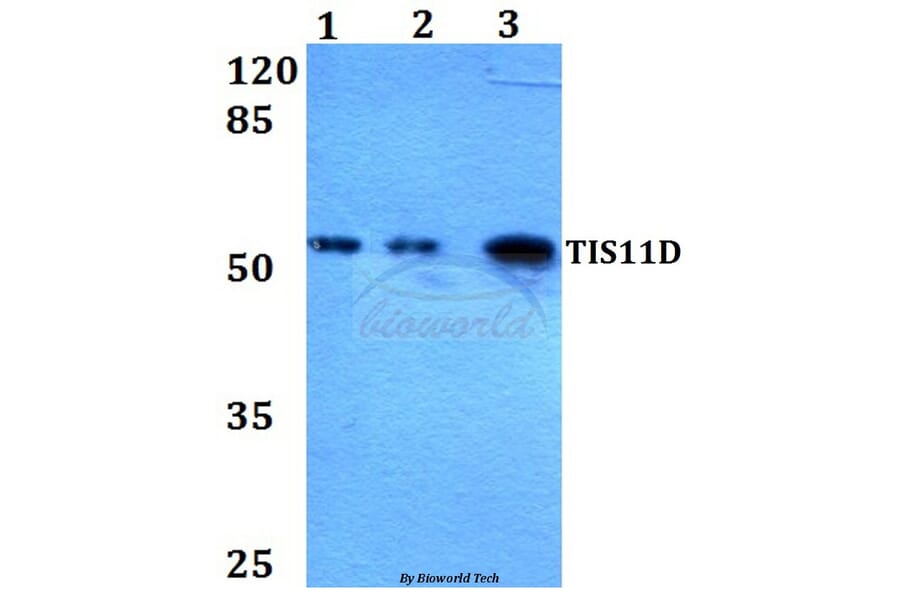 Anti-TIS11D (H243) Antibody from Bioworld Technology (BS2278) - Antibodies.com