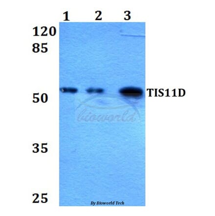 Anti-TIS11D (H243) Antibody from Bioworld Technology (BS2278) - Antibodies.com
