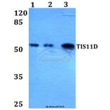 Anti-TIS11D (H243) Antibody from Bioworld Technology (BS2278) - Antibodies.com