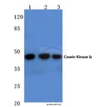 Anti-Casein Kinase Iε (P301) Antibody from Bioworld Technology (BS2279) - Antibodies.com