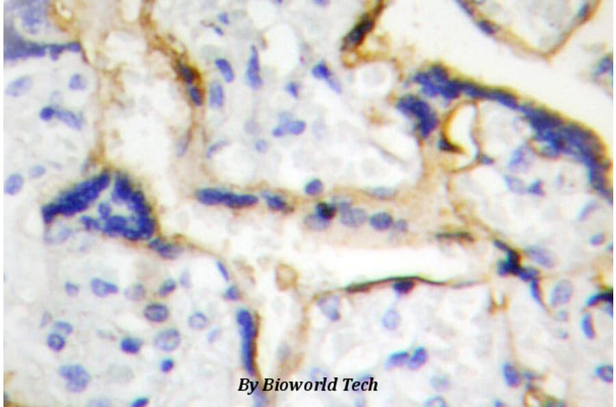 Anti-Casein Kinase Iε (P301) Antibody from Bioworld Technology (BS2279) - Antibodies.com
