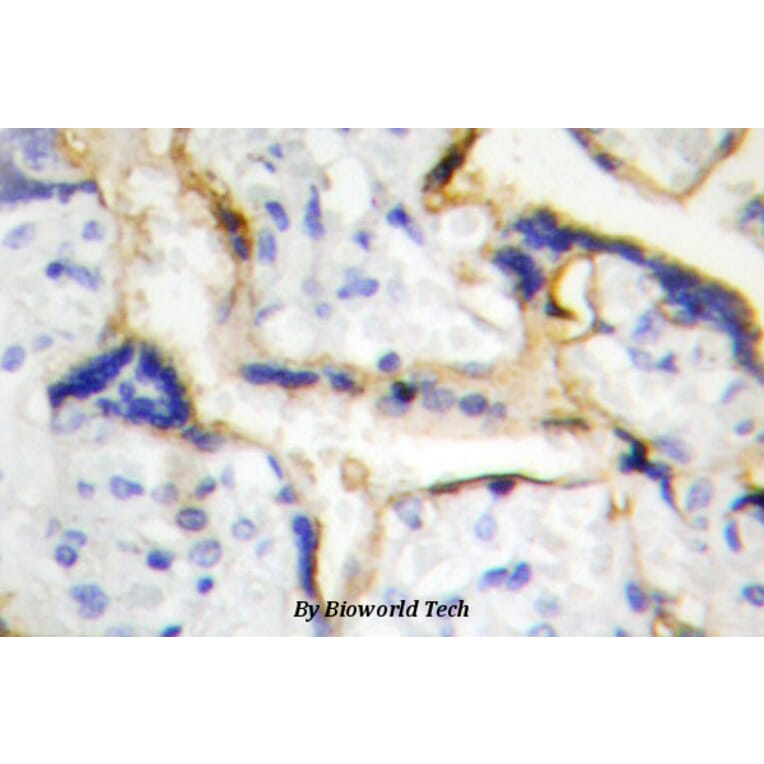 Anti-Casein Kinase Iε (P301) Antibody from Bioworld Technology (BS2279) - Antibodies.com