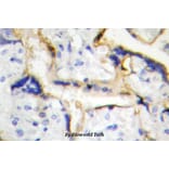 Anti-Casein Kinase Iε (P301) Antibody from Bioworld Technology (BS2279) - Antibodies.com