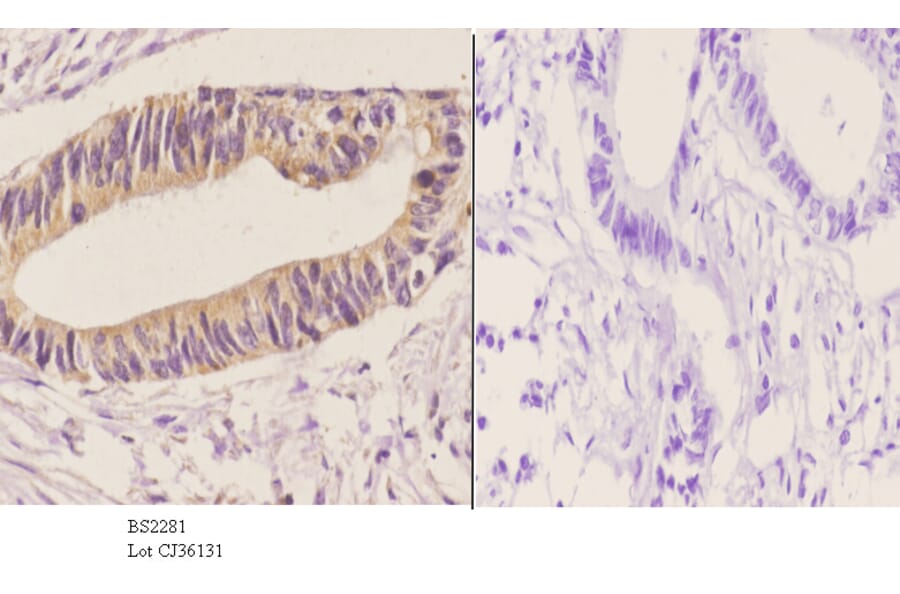 Anti-DGK-ε (S194) Antibody from Bioworld Technology (BS2281) - Antibodies.com